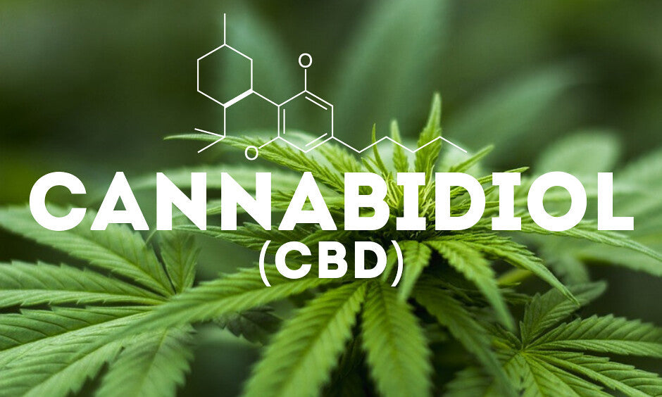 Taste the Evolution: Advanced Infusion Tech Turning CBD Drinks into Gourmet Delights