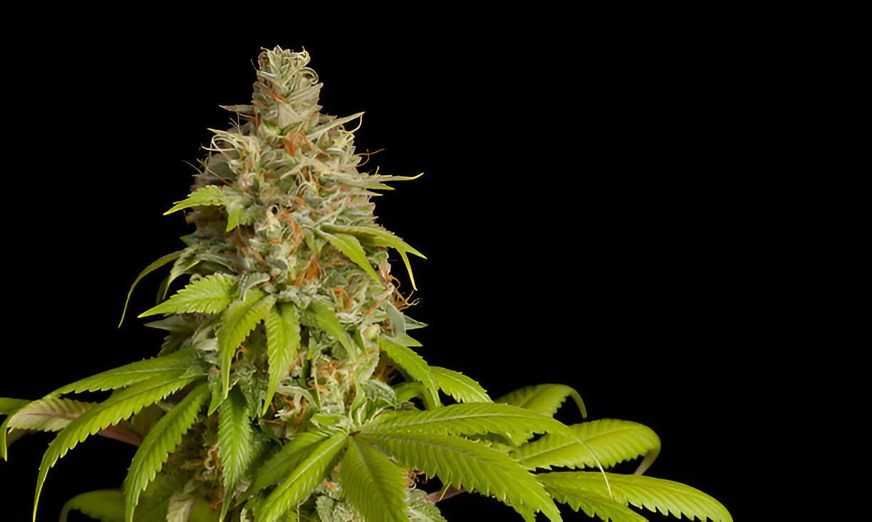 Sipping into the World of Cannabinoid Beverages