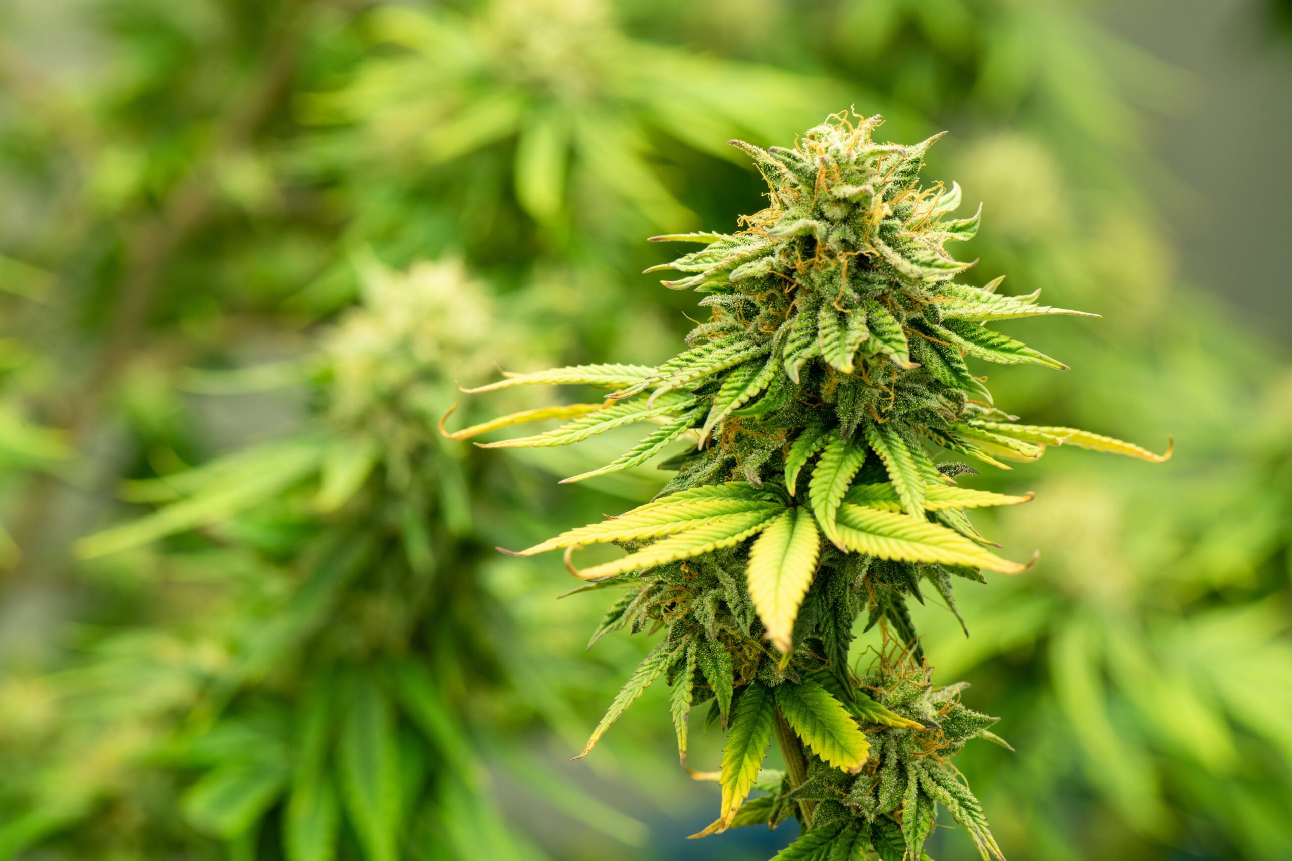 Diving into the Cannabis World