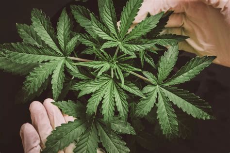 Exploring the World of Cannabis Consumption