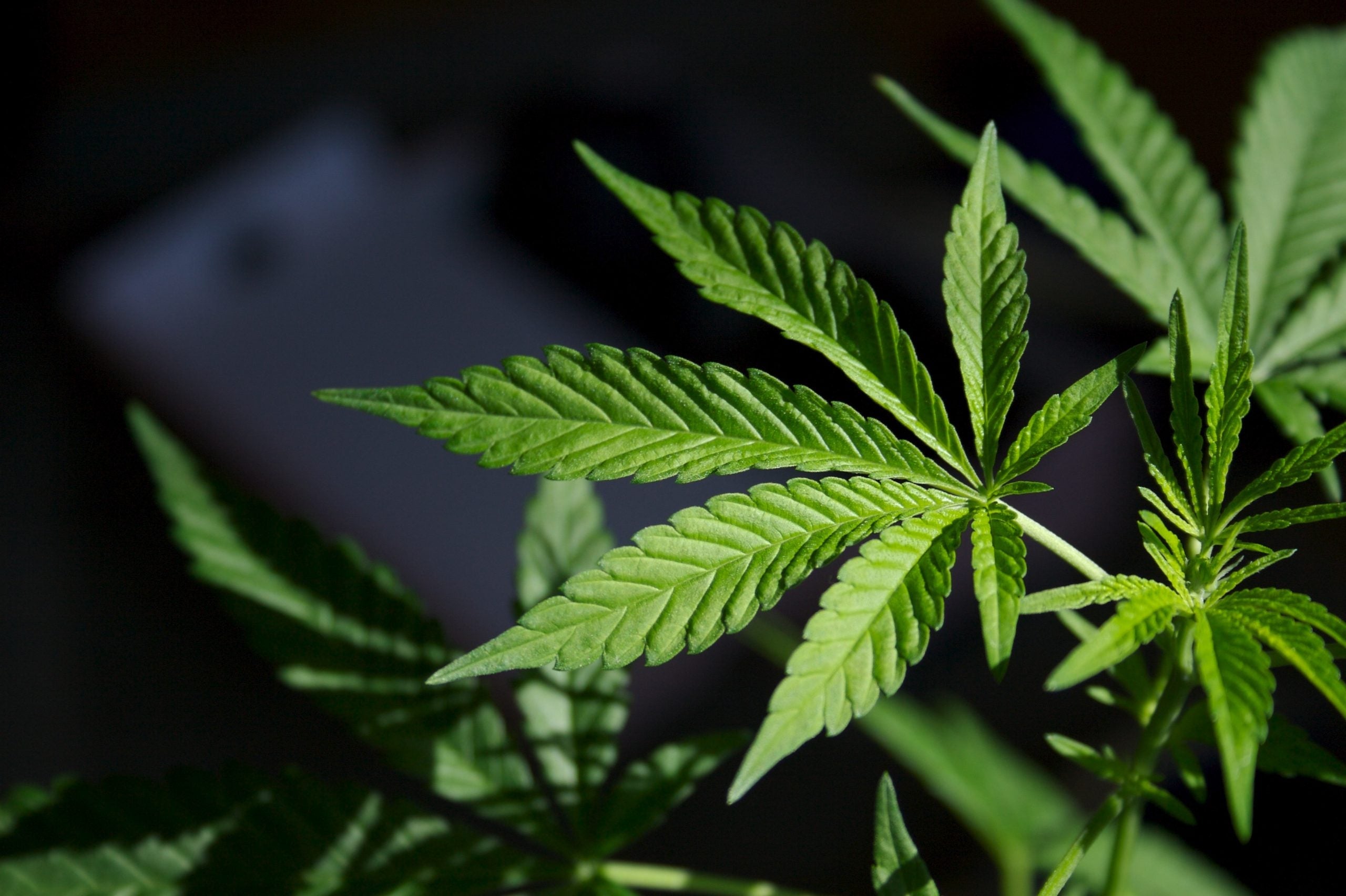 A Comprehensive Guide to Cannabis and THC Detection in the Human Body