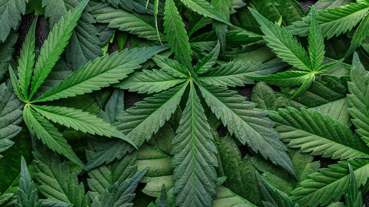 Lacing Up with a Buzz: The Cannabis-Running Connection