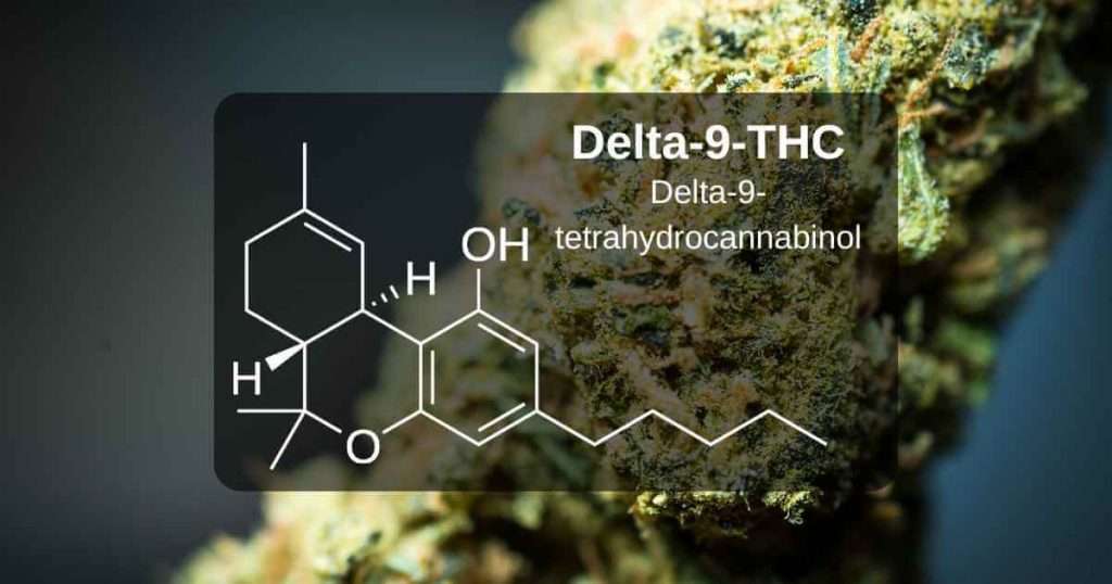 The Double-Edged Leaf: When Legal Doesn't Mean Invisible