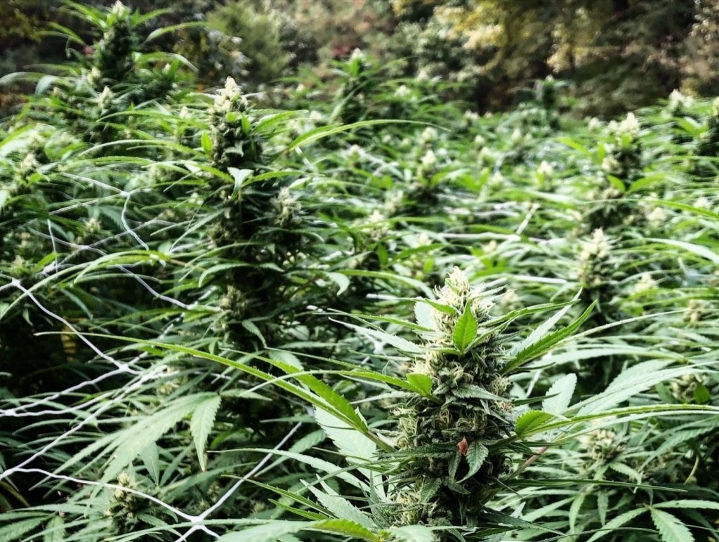 Therapeutic Potential: How Delta Hemp Could Revolutionize Natural Pain Relief and Anxiety Management