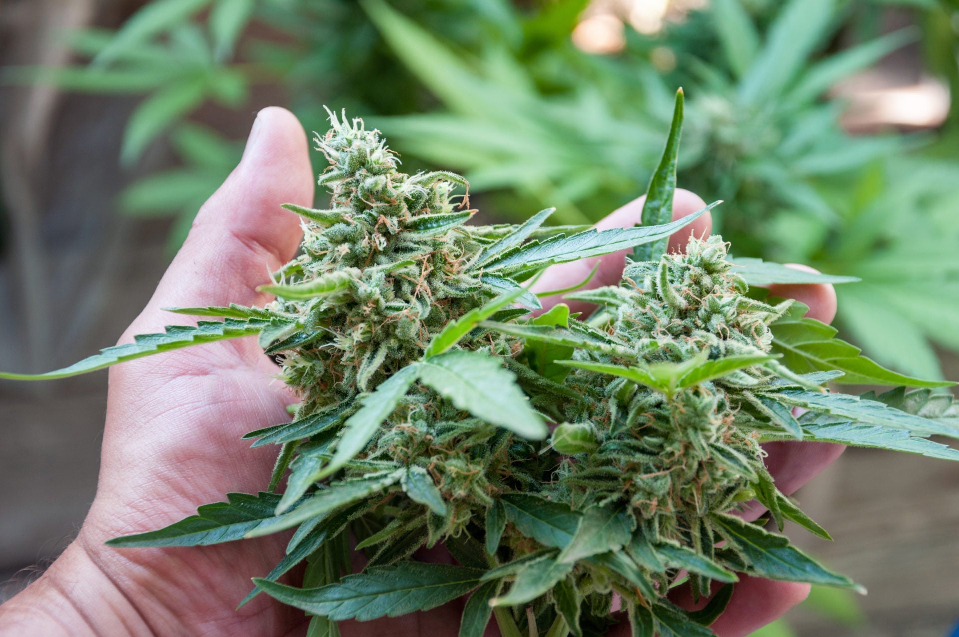 Hybrid Cannabis Explained: What It Does and Why It’s Popular