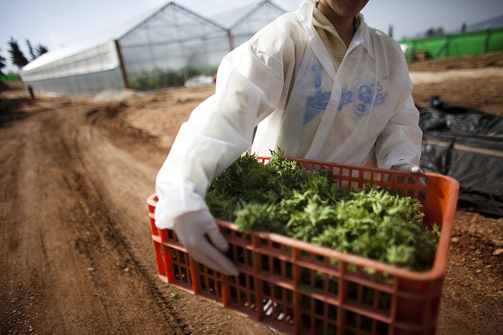 The Paradox of Profit: The U.S. Marijuana Industry’s Record Sales and Surprising Job Losses