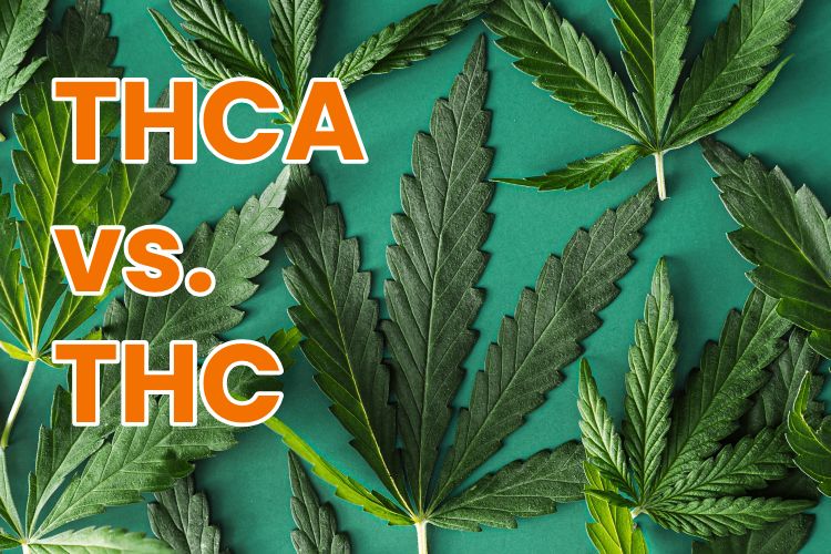 The Enigmatic Duo: THC and THCa Unveiled