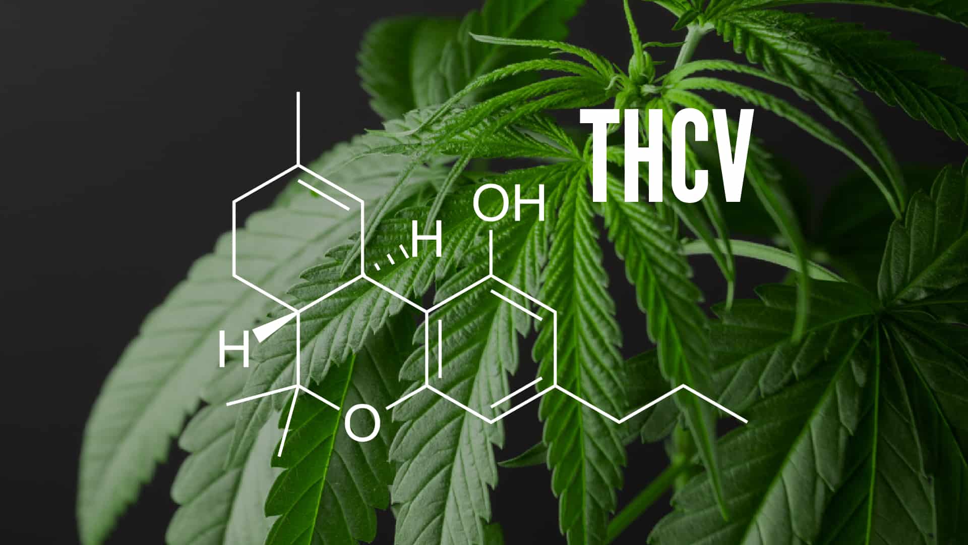 THCV: The Energizing Cannabinoid That’s Challenging Caffeine