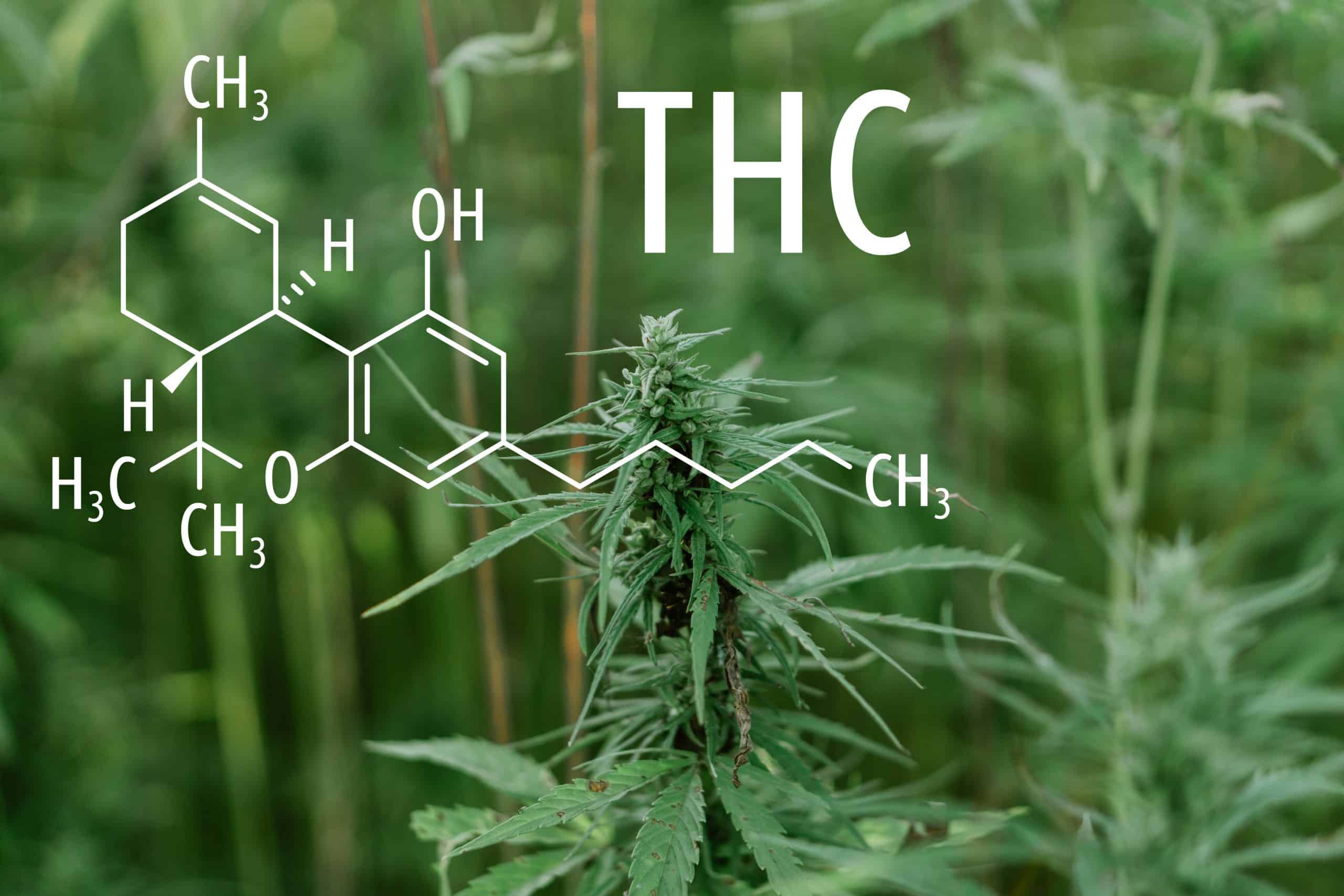 Tech in a Sip: Nanoemulsions, Encapsulation, and the Science Powering Better THC Drinks
