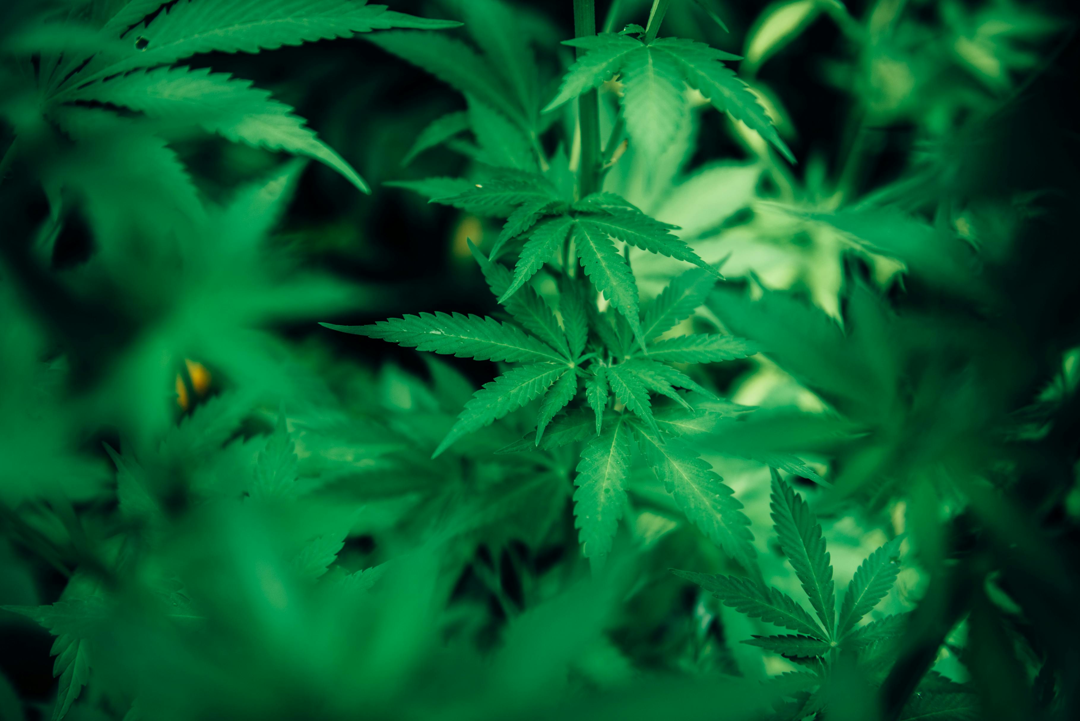Diving into the World of Low-Dose THC Drinks