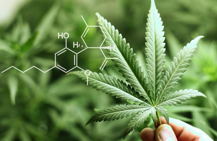 Flavor, Function, & Fizz: How Creators Are Reinventing THC Drink Categories