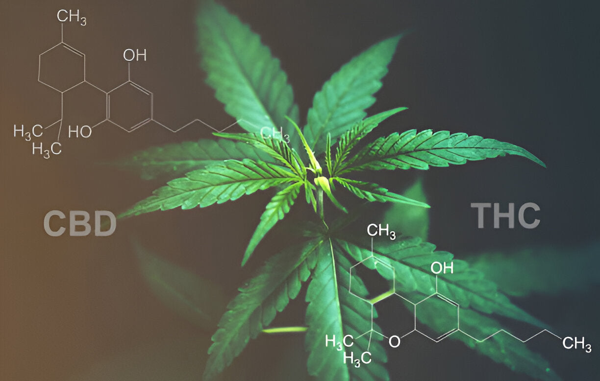 Sipping THC: How Absorption Impacts Its Effects