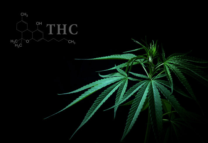 The Sparkling Dawn: Unveiling THC Seltzer's Humble Beginnings