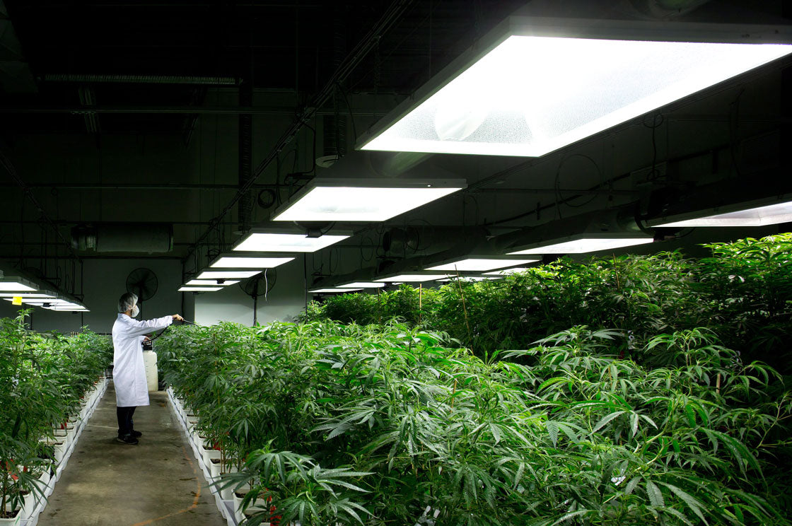 Cannabis & Compliance – What You Need to Know About Legal THC
