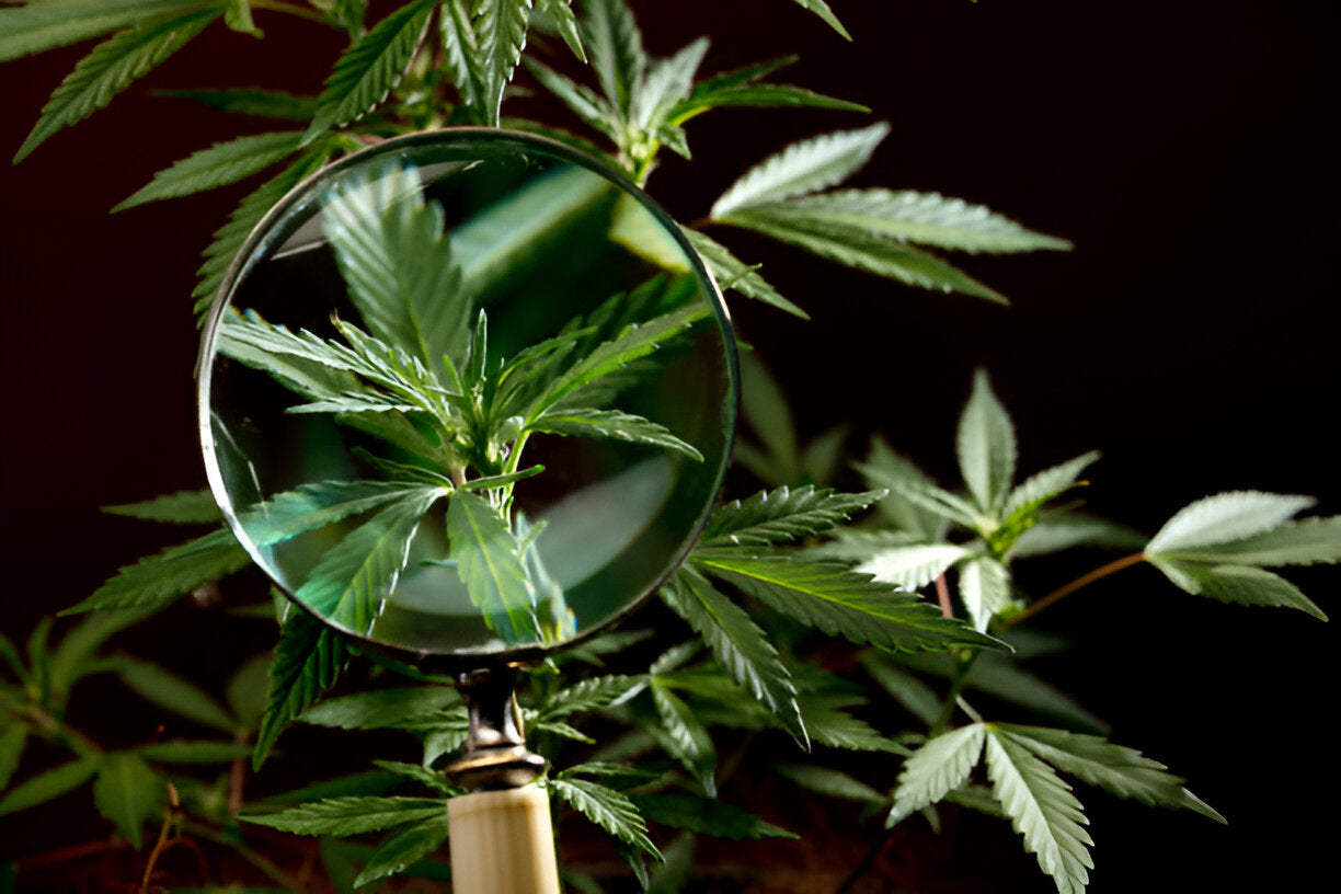 Navigating Legal THC: Key Compliance Tips for Cannabis Users