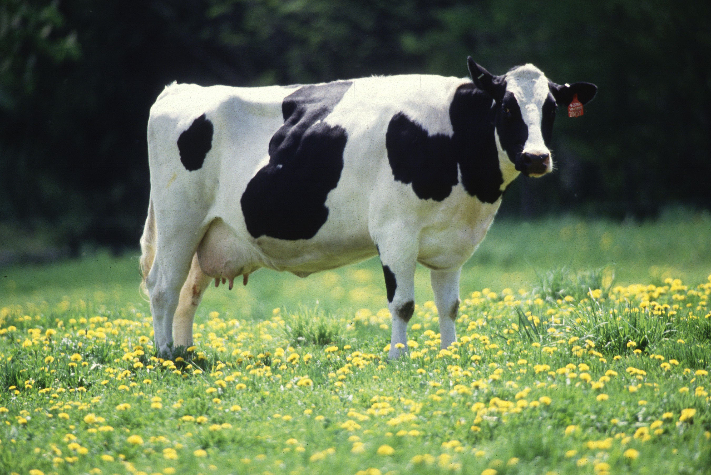 Were You Aware That Cows Can Extract THC from Hemp?