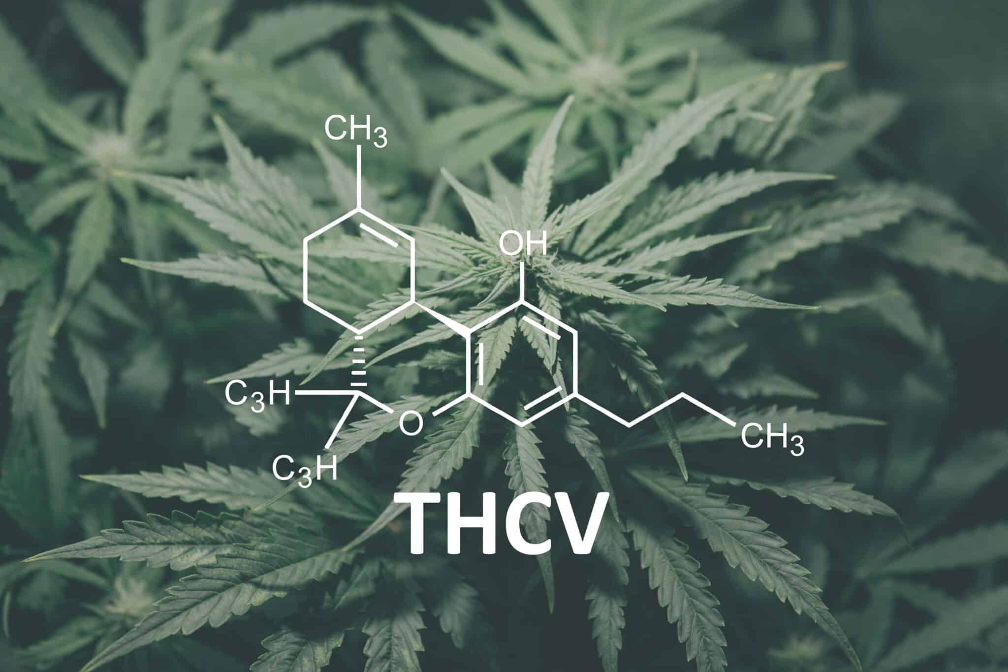 THCV Oil vs Edibles: The Cannabinoid Clash for Modern Wellness Warriors